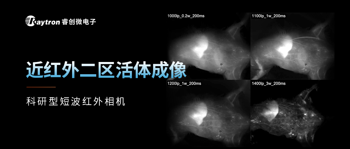 短波应用 | D-BLUE1 科研型短波红外相机NIR-II 活体成像解决方案